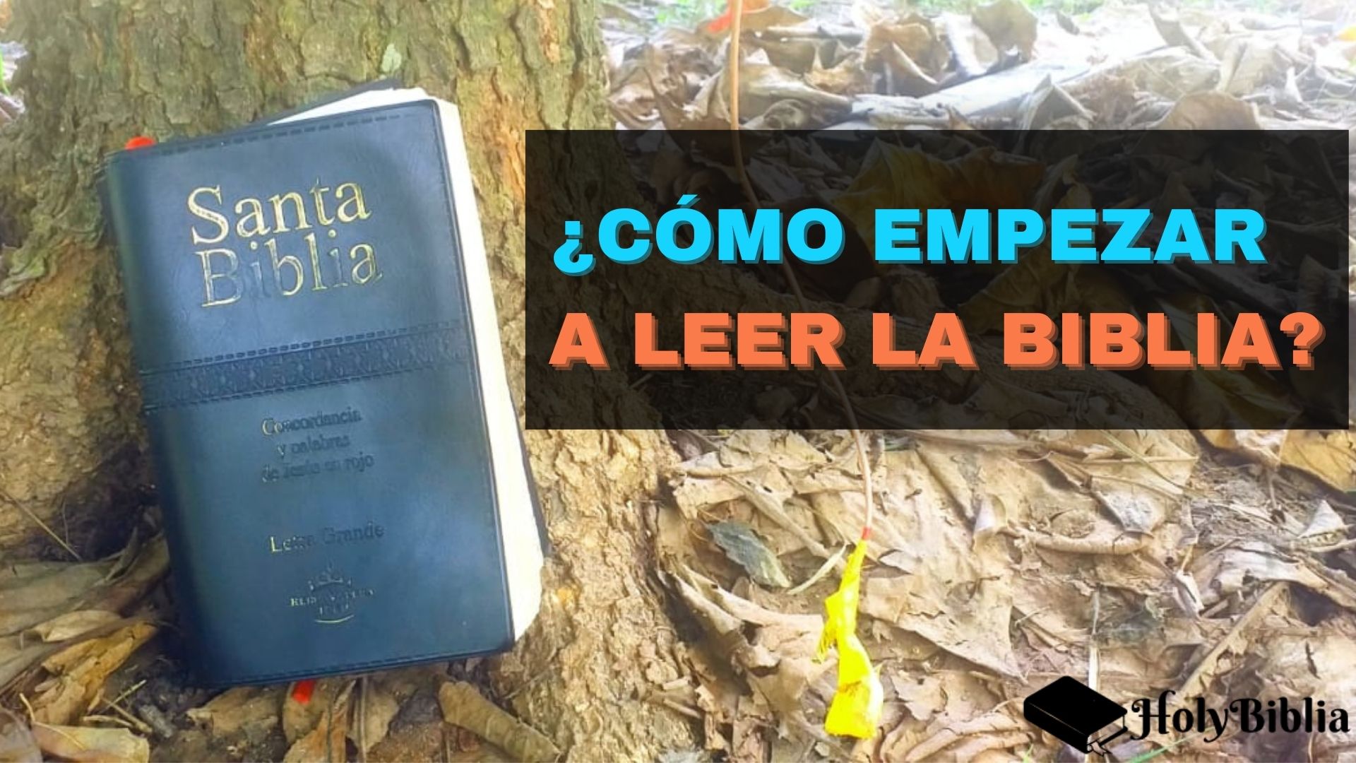 Cómo empezar a leer la biblia - biblia negra que reposa en un árbol
